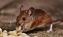 24 Hour & Emergency Exterminators in Howell, MI
